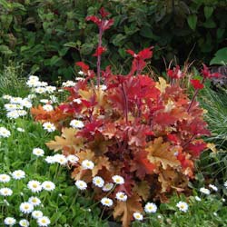 Heuchera Marmalade